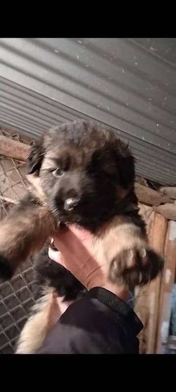 German shepherd puppies pair 3