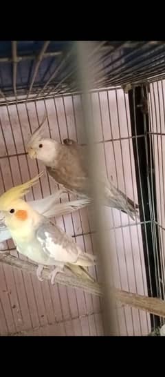 java,cockatiel,lovebirds,aljino