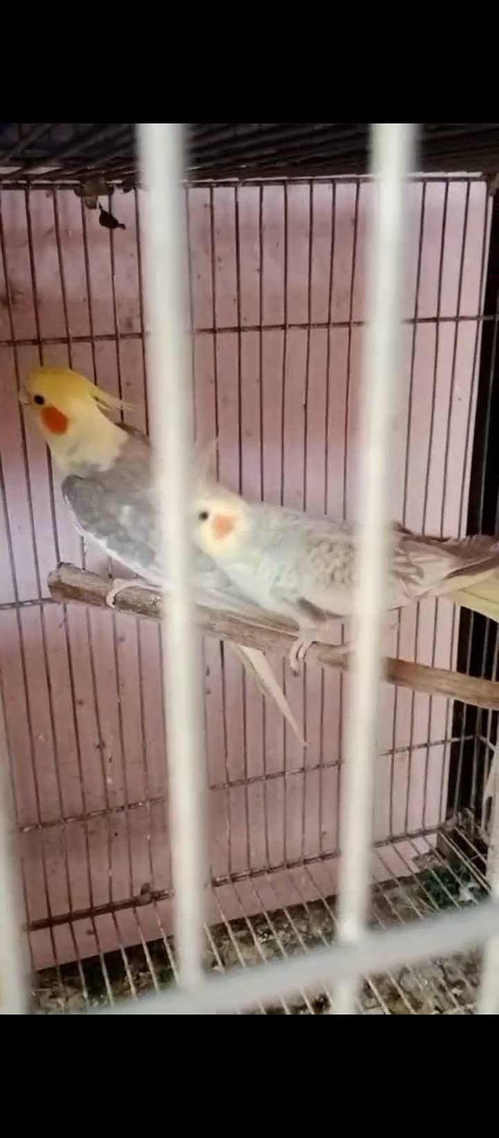 java,cockatiel,lovebirds,aljino java ,fellow cockatiel 2