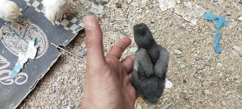 Blue Australorp - Black Australorp 0