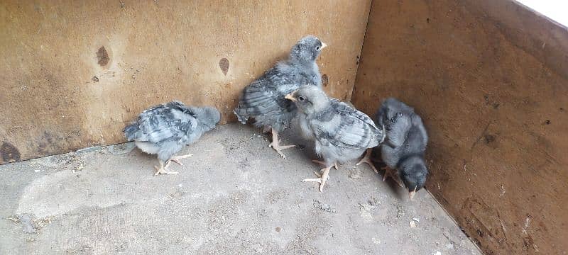 Blue Australorp - Black Australorp 1