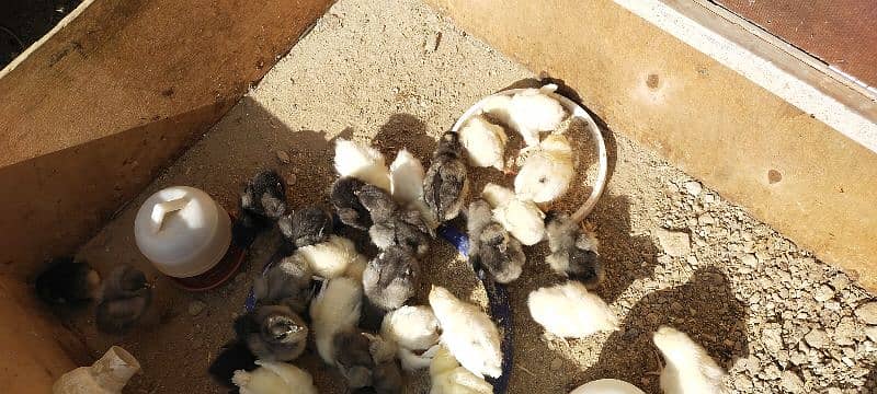 Blue Australorp - Black Australorp 2