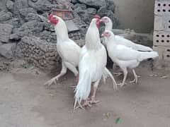 Heera Paper White and Phoenix Long tail Chicks