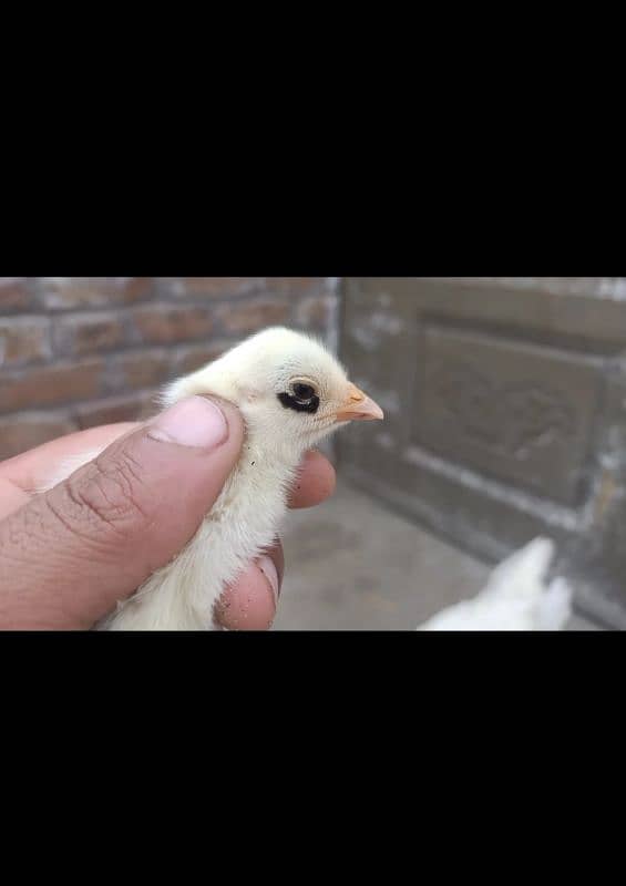 quality aseel chicks available 3