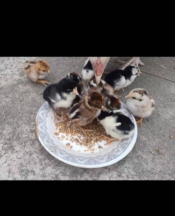 quality aseel chicks available 4