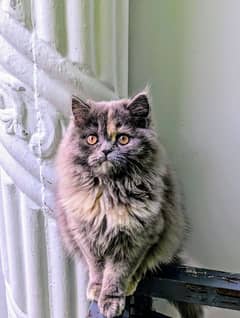 Persian triple coated cat female for sale