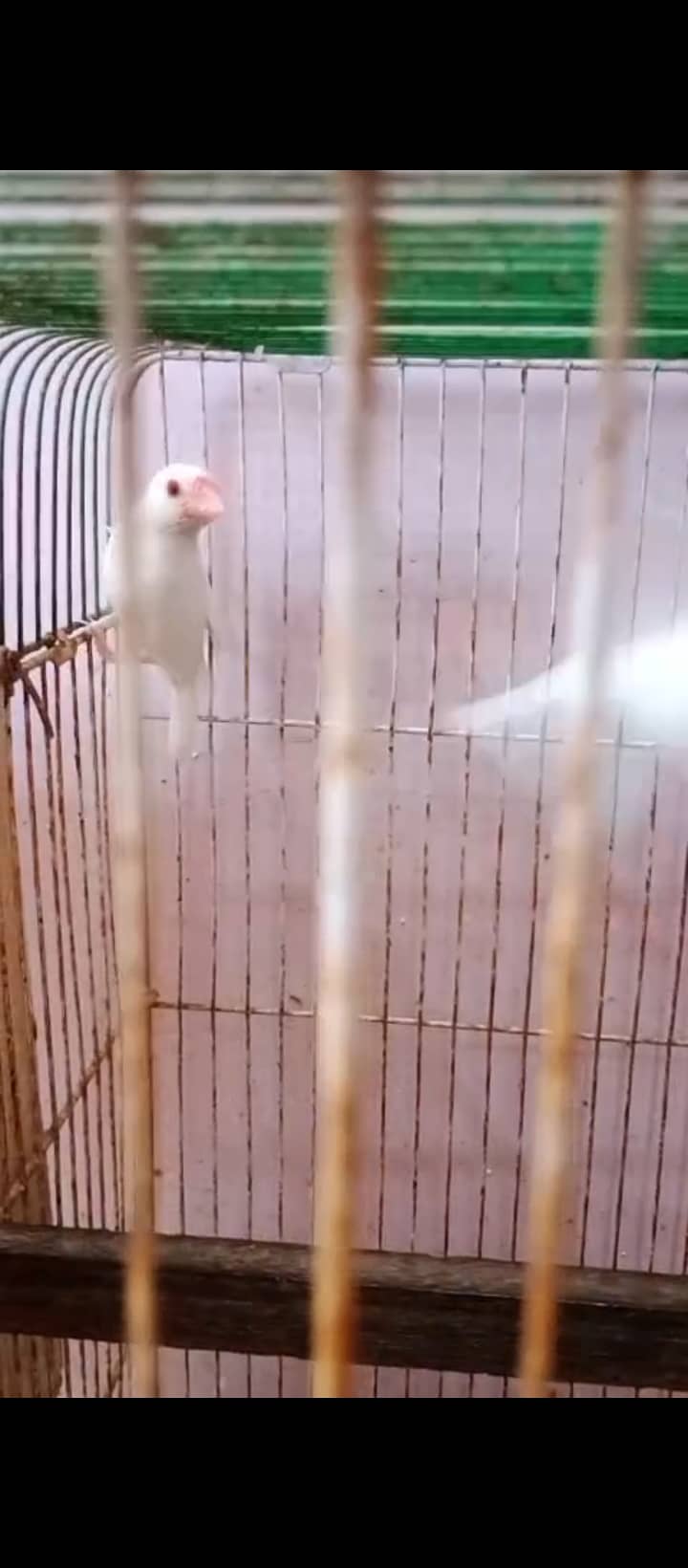 sab ok hai charchol male red eye ,lovebirds,albinojava 11