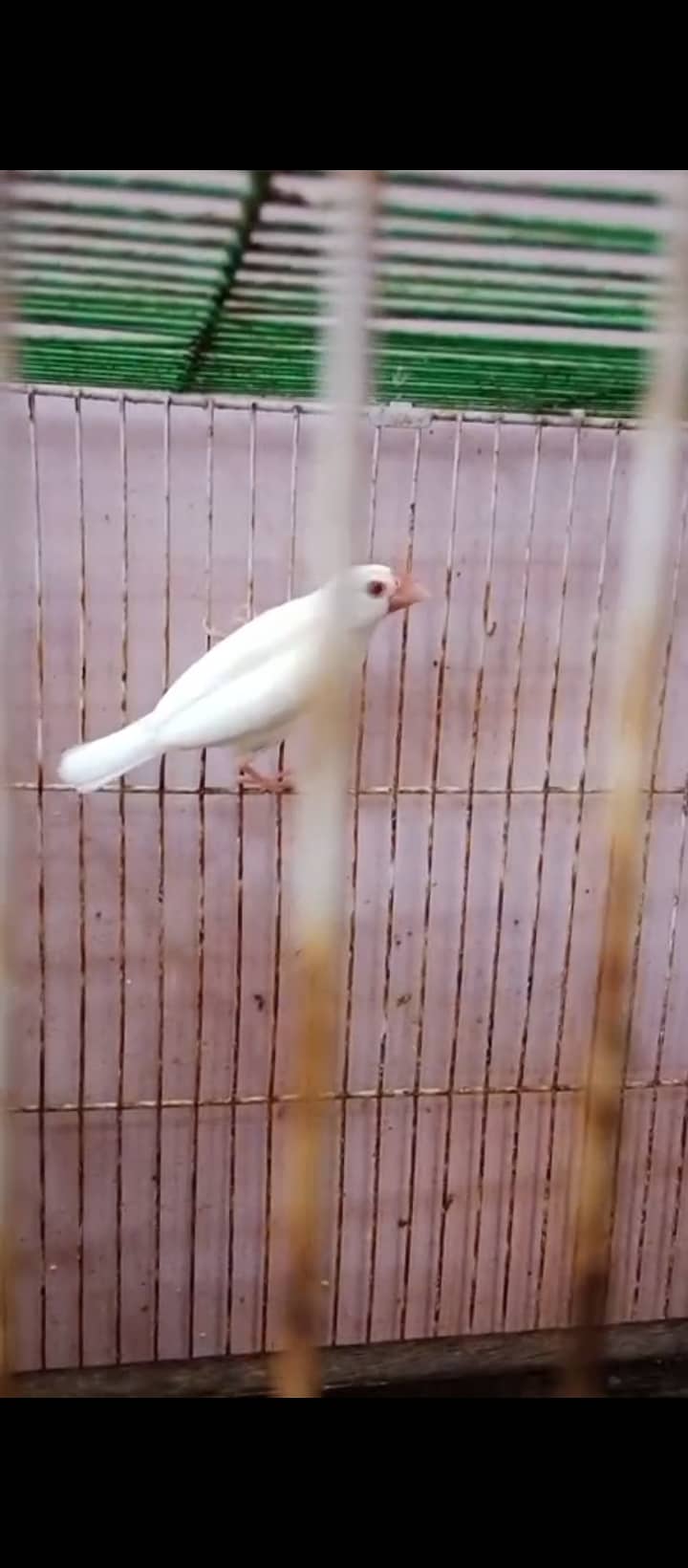 sab ok hai charchol male red eye ,lovebirds,albinojava 12