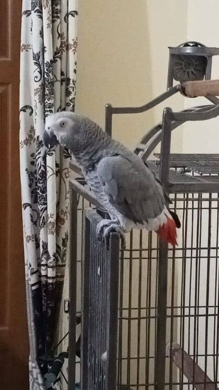 african grey parrot 0