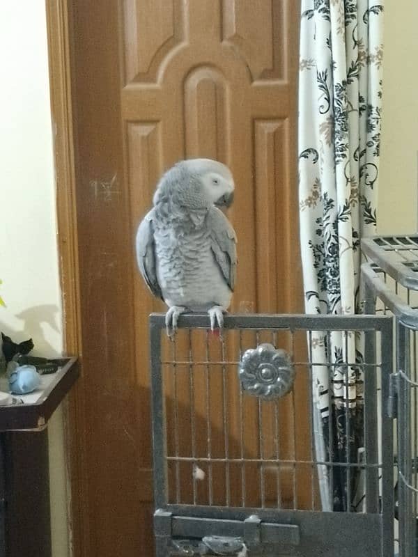 african grey parrot 6