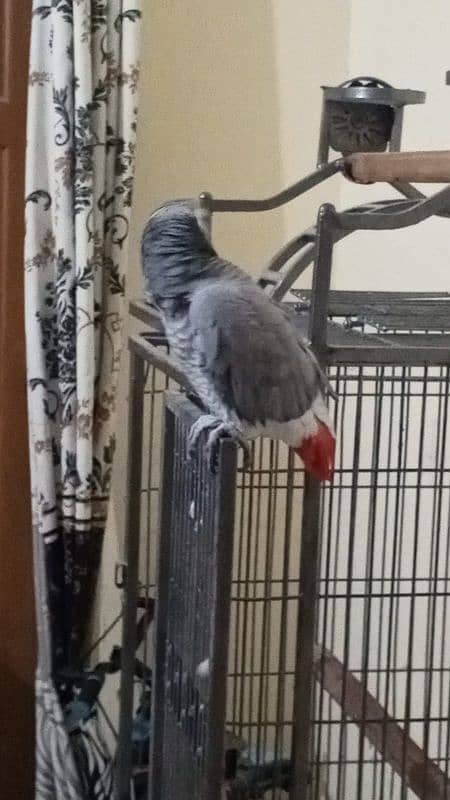 african grey parrot 7