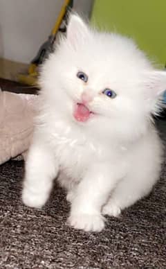 Persian Cats & Kittens for Sale - Healthy, Playful & Adorable