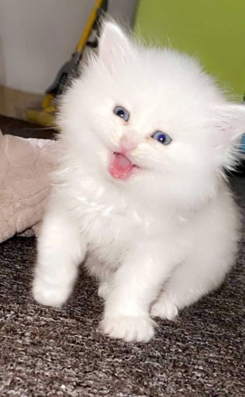 Persian Cats & Kittens for Sale - Healthy, Playful & Adorable 0