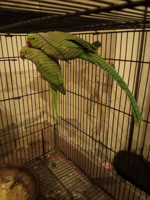 parrots male and female available 0