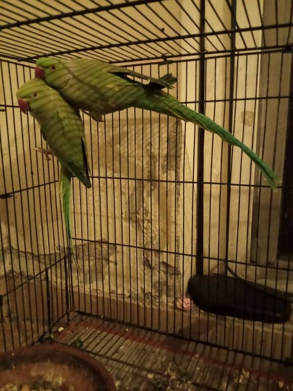 parrots male and female available 1