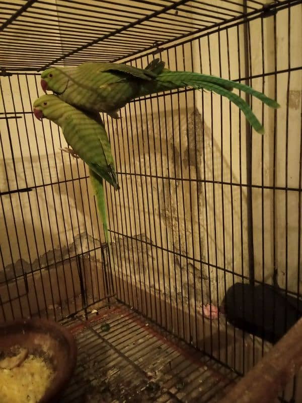 parrots male and female available 2