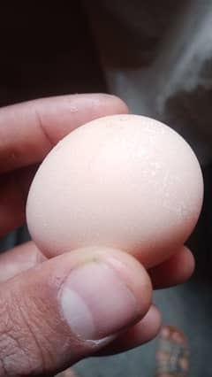 Heera eggs Alhmdulilah fertile