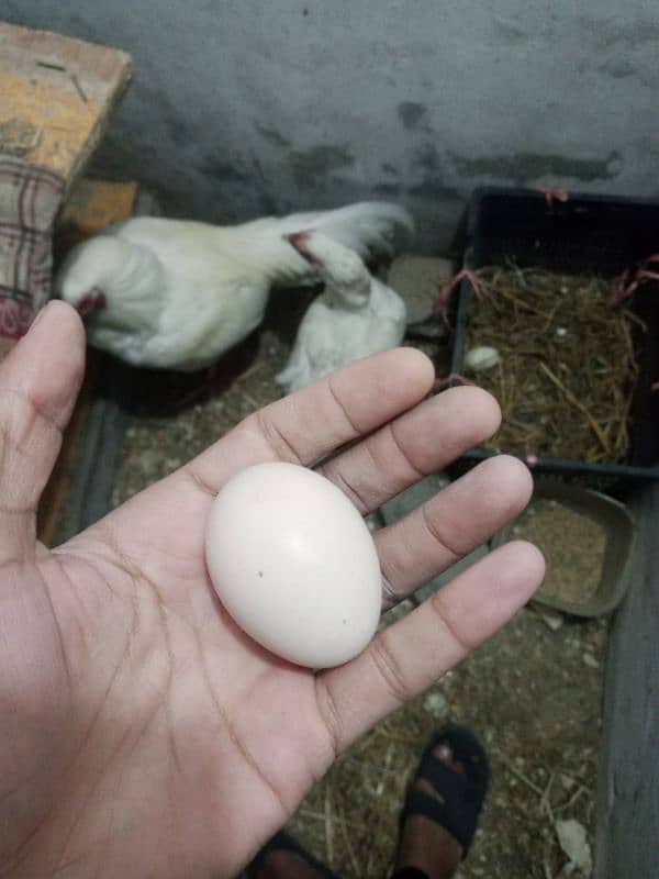 Heera eggs Alhmdulilah fertile 1