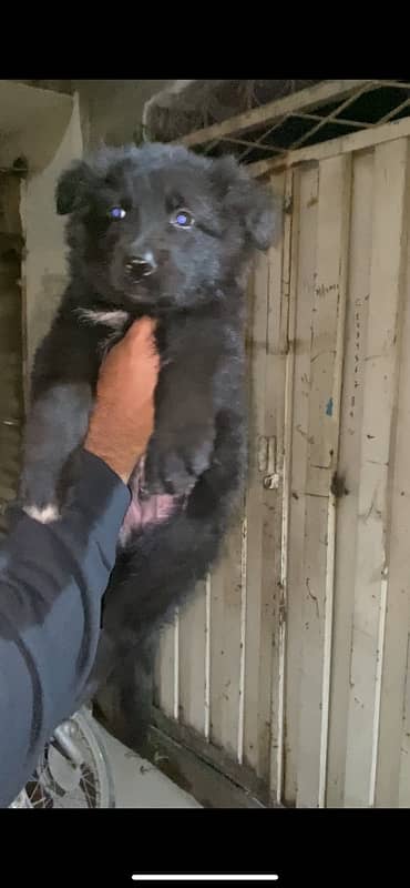 top quality GSD puppy 2