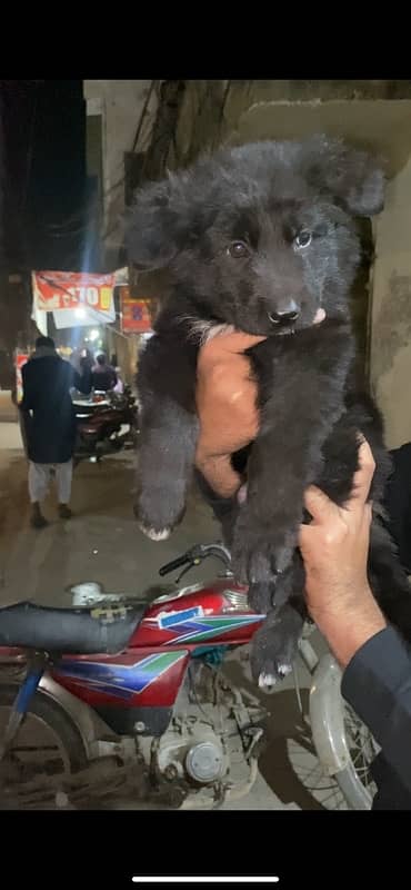 top quality GSD puppy 3