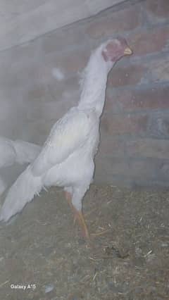 white oh shamo patha top quality gausia fancy bird home breed