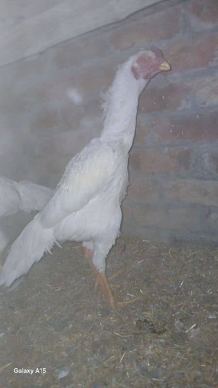 white oh shamo patha top quality gausia fancy bird home breed 0