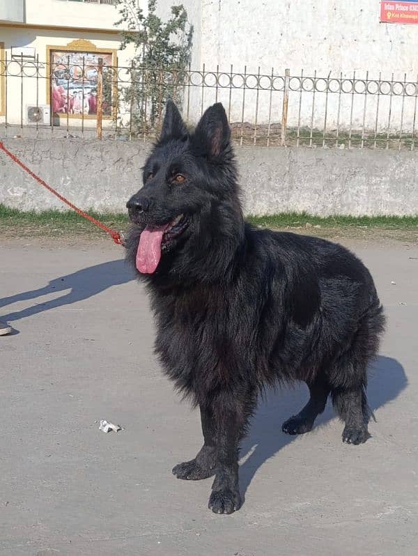 German shepherd long coat pink pedigree male available for cross 0