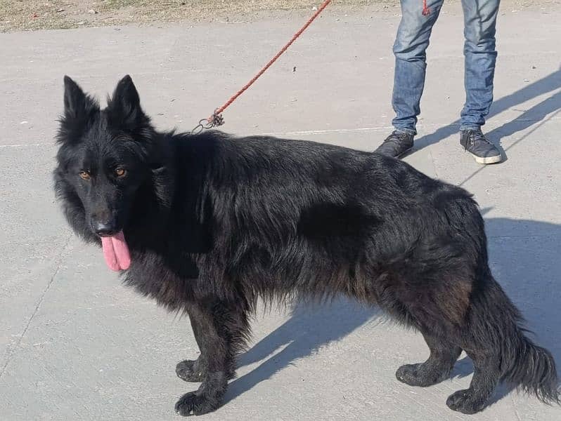 German shepherd long coat pink pedigree male available for cross 1