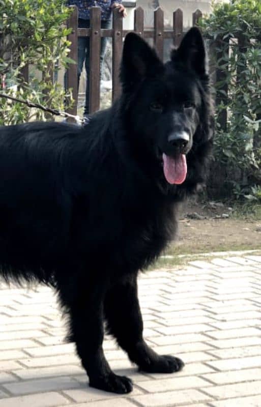 German shepherd long coat pink pedigree male available for cross 4