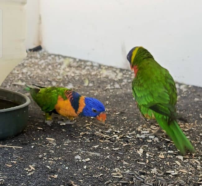 rainbow Lories breader pair. green ringneck pair. yellow ringneck pair 0