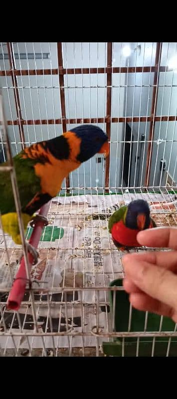 rainbow Lories breader pair. green ringneck pair. yellow ringneck pair 1