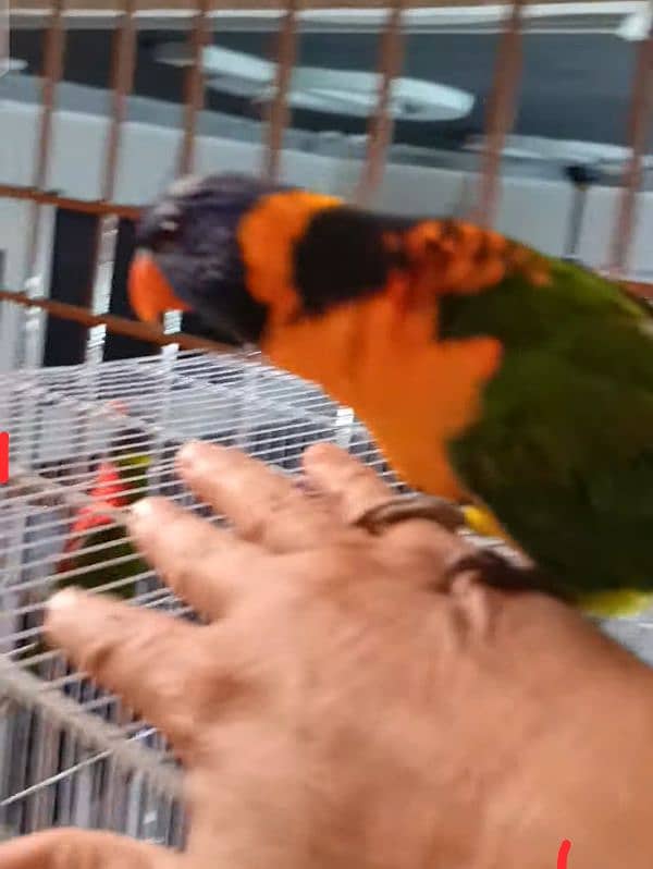 rainbow Lories breader pair. green ringneck pair. yellow ringneck pair 2