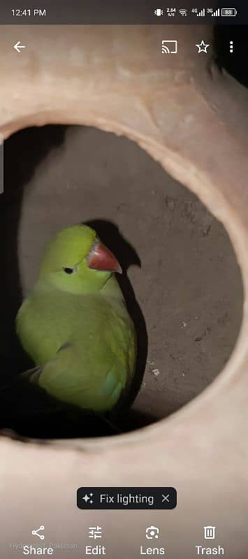 rainbow Lories breader pair. green ringneck pair. yellow ringneck pair 4