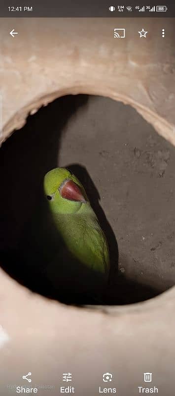 rainbow Lories breader pair. green ringneck pair. yellow ringneck pair 5