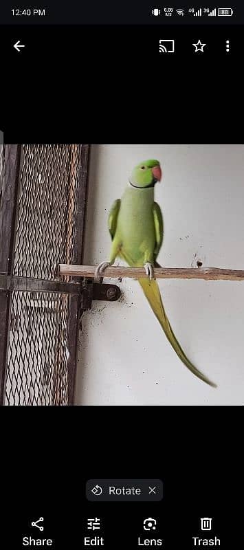 rainbow Lories breader pair. green ringneck pair. yellow ringneck pair 6