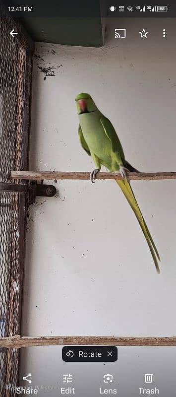 rainbow Lories breader pair. green ringneck pair. yellow ringneck pair 7