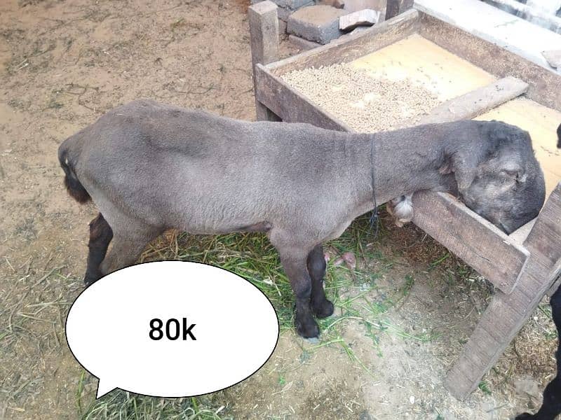 sheep for sale 4