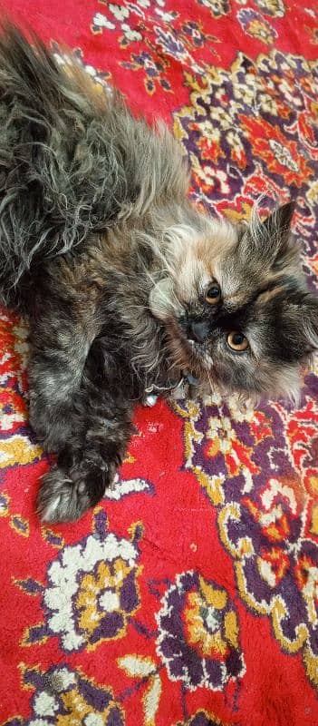 persian cat for sale 1