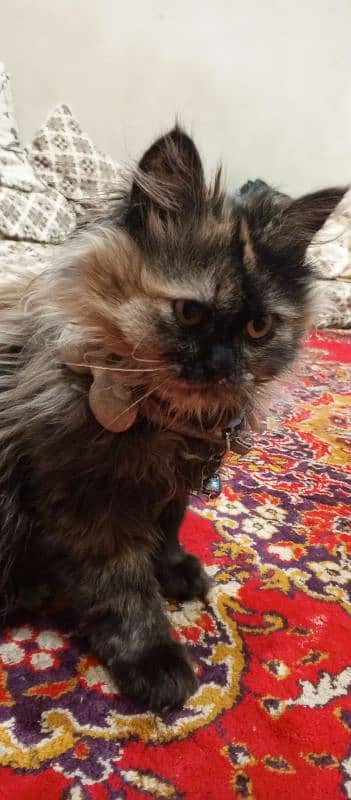 persian cat for sale 2