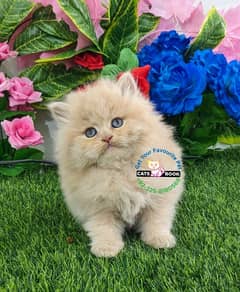 Persian Kittens | fawn Blue eyes| Triple Coated |Punch face|fluffy|cat