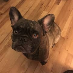 French bulldog female