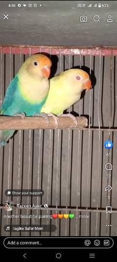 top quality love birds