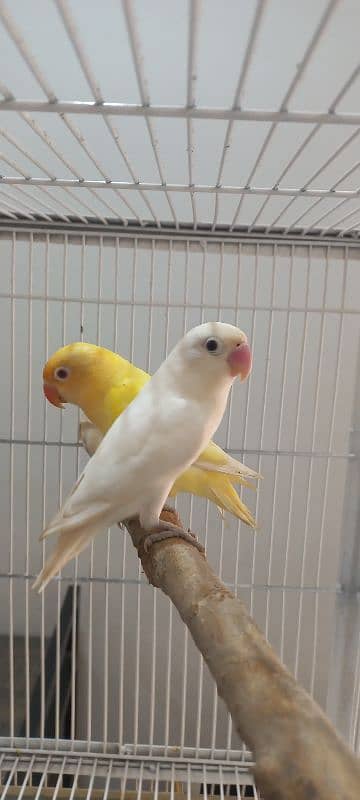 top quality love birds 4