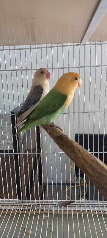 top quality love birds 5