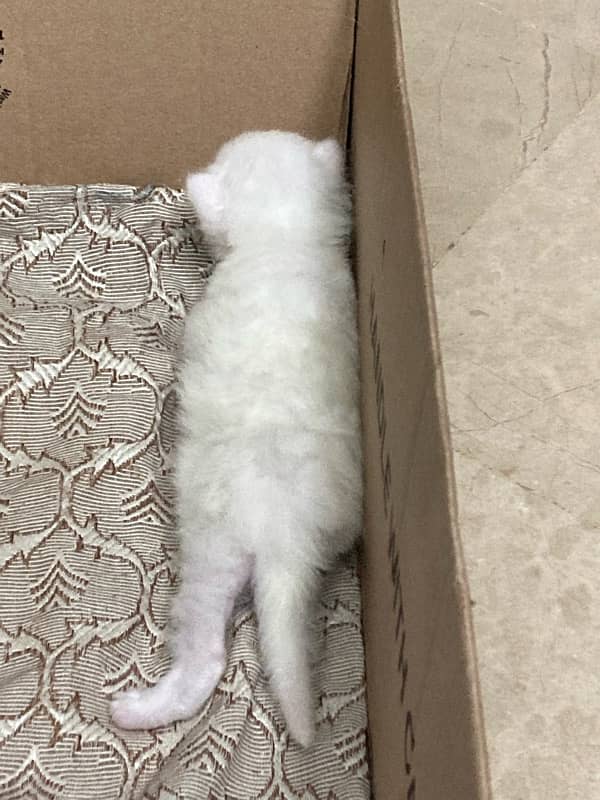 Persian cat kitten 2