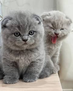 Scottish fold kitten available