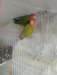 love birds