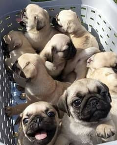 pug puppies for sale 360