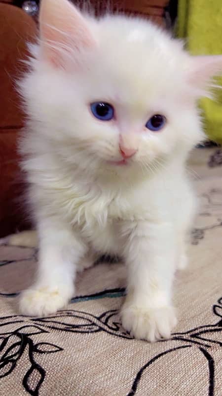 Persian cat | Persian kitten | triple coat | white cats |Ginger kitten 16