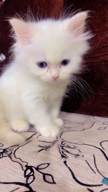 Persian cat | Persian kitten | triple coat | white cats |Ginger kitten 18